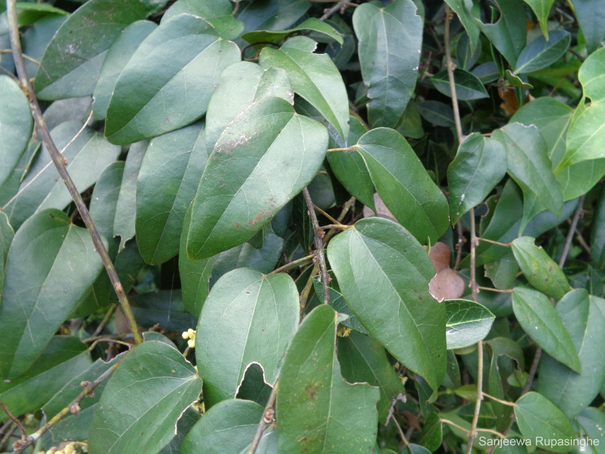 Pachygone ovata (Poir.) Miers ex Hook.f. & Thomson